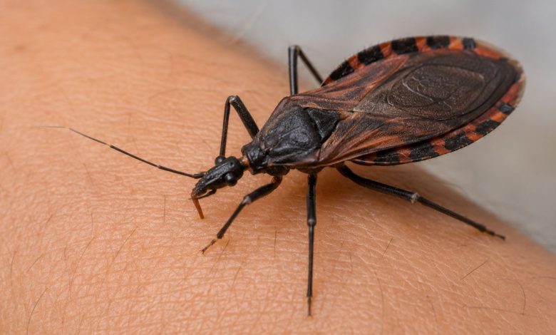 Autoridades encontraron pinacates y reiteran que no existe riesgo por enfermedad de Chagas en la ciudad