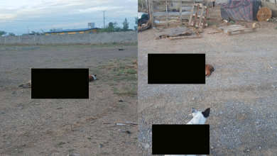 Vecinos de varias comunidades reportaron la muerte de numerosos perros en distintos puntos de la zona. Hasta el momento, las autoridades no han confirmado la causa de los fallecimientos ni han emitido información oficial sobre el caso.