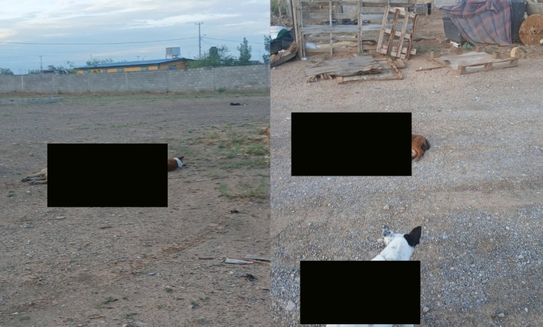 Vecinos de varias comunidades reportaron la muerte de numerosos perros en distintos puntos de la zona. Hasta el momento, las autoridades no han confirmado la causa de los fallecimientos ni han emitido información oficial sobre el caso.