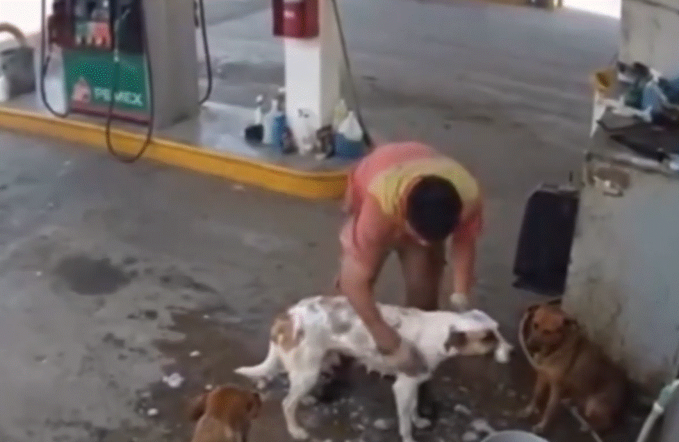 Un trabajador de una gasolinera en México perdió su empleo tras ser acusado de bañar a perros en situación de calle durante un descanso. La historia se volvió viral y desató una ola de apoyo en redes sociales.