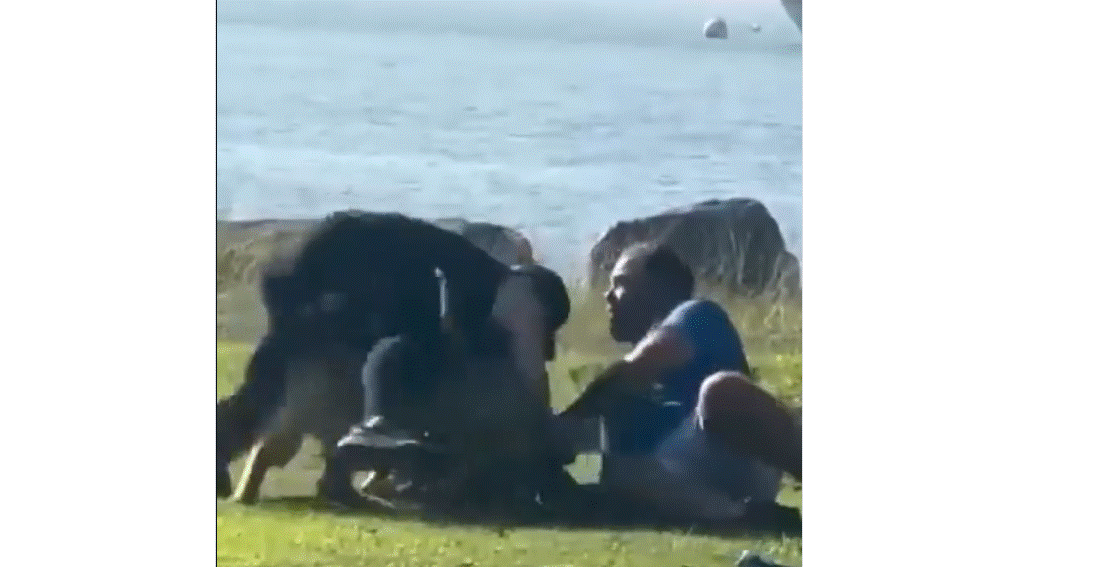 Pelea en la playa termina con dos perros enfrentándose