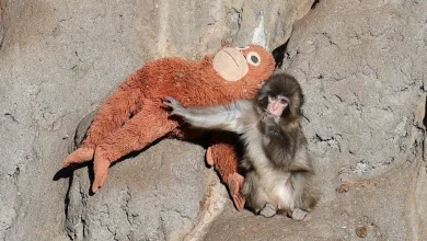 El macaco huérfano dejó atrás los cuidados intensivos y hoy convive con una manada de 50 ejemplares en un zoológico de Ichikawa.