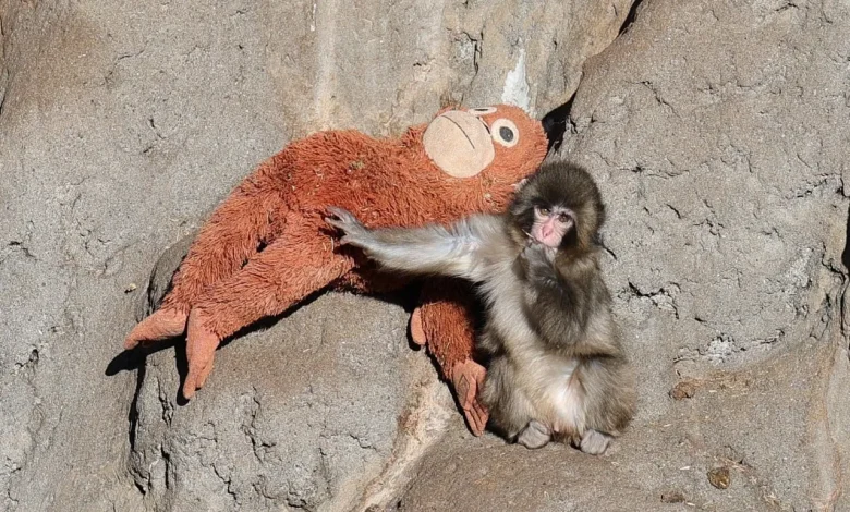 El macaco huérfano dejó atrás los cuidados intensivos y hoy convive con una manada de 50 ejemplares en un zoológico de Ichikawa.
