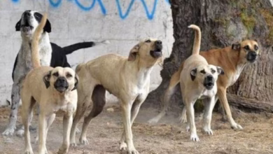 Un grupo de al menos nueve perros fue observado en el cruce de las avenidas Insurgentes y Bolivia; autoridades mantienen campañas de esterilización y adopción.