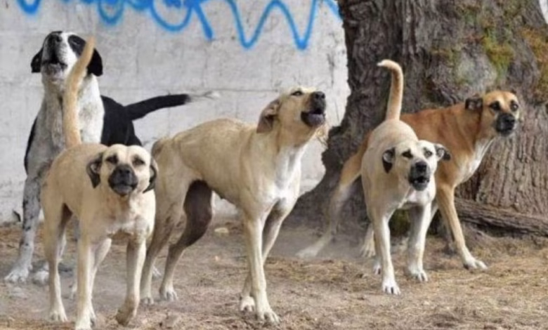 Un grupo de al menos nueve perros fue observado en el cruce de las avenidas Insurgentes y Bolivia; autoridades mantienen campañas de esterilización y adopción.