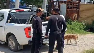 Personal de Protección Animal atiende el caso de un perro involucrado en un ataque contra una mujer en Zapopan