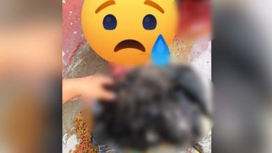 Perro chow chow, imagen alusiva al caso de maltrato animal investigado en Ciudad Juárez