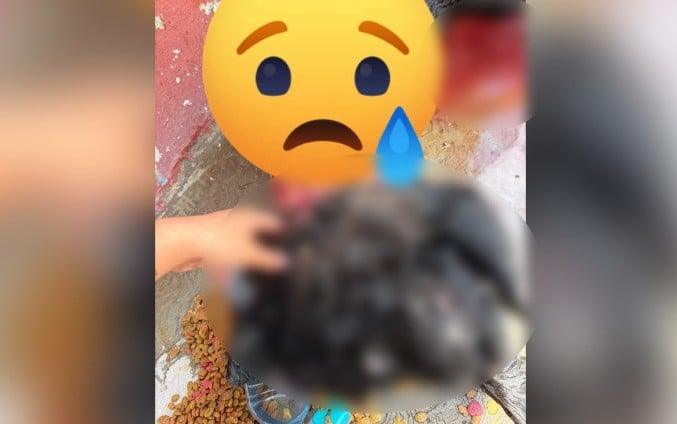 Perro chow chow, imagen alusiva al caso de maltrato animal investigado en Ciudad Juárez