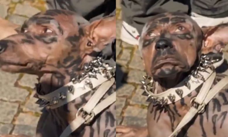 Imagen del video viral sobre el supuesto hombre perro generado con inteligencia artificial