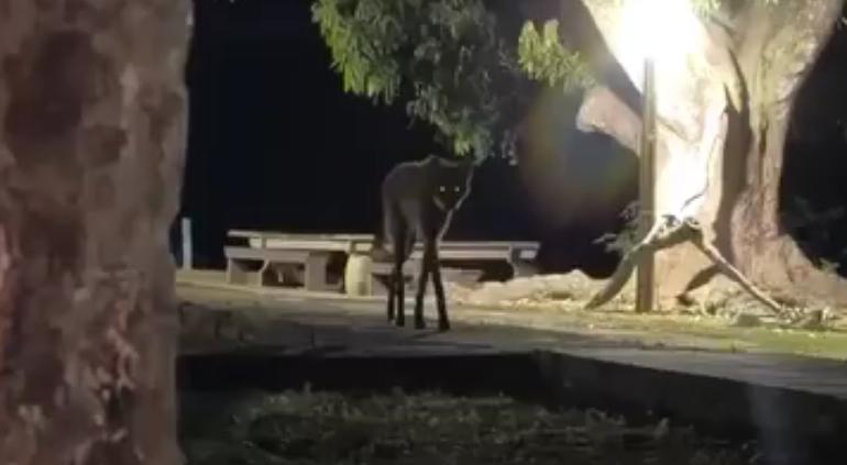 La grabación nocturna de un cánido de patas largas generó especulaciones en redes sociales; se trata de una especie originaria de Sudamérica.