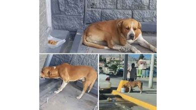 Tornado, perro para el que buscan un hogar en Ciudad Juárez