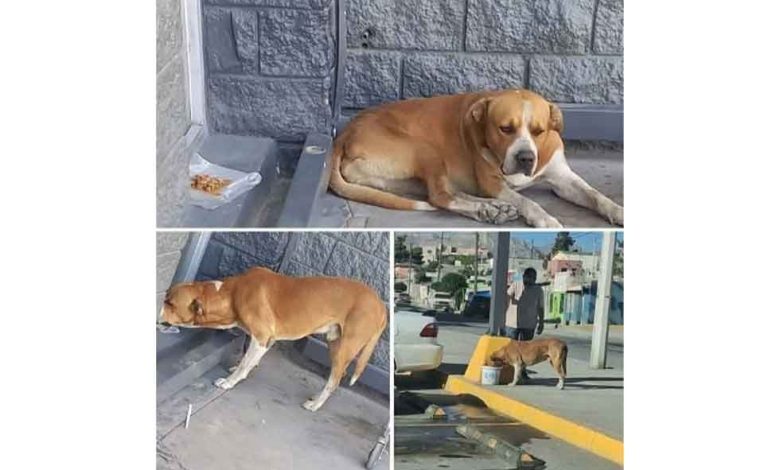 Tornado, perro para el que buscan un hogar en Ciudad Juárez