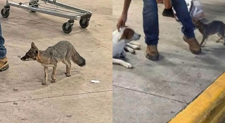Zorra gris cerca de la entrada de un supermercado en Cancún, donde autoridades buscan a personas que tuvieron contacto con el animal