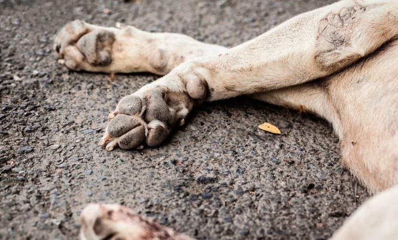 Imagen alusiva al duelo por una mascota y a la propuesta de otorgar permiso laboral con goce de sueldo