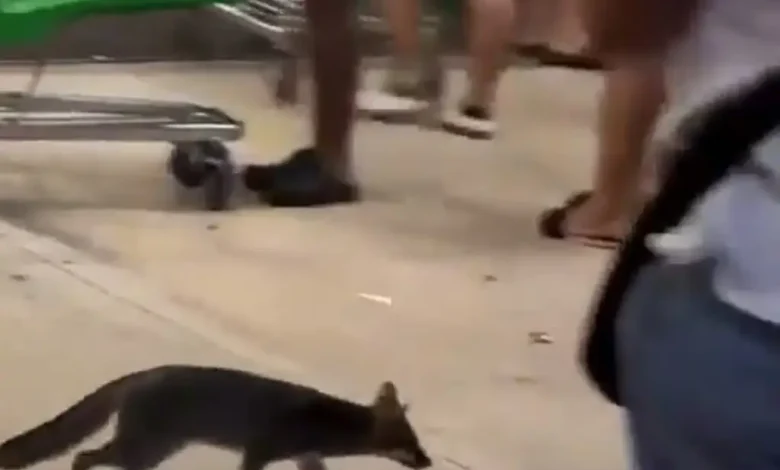 Zorra gris localizada en una zona urbana de Cancún donde autoridades confirmaron la presencia del virus de la rabia